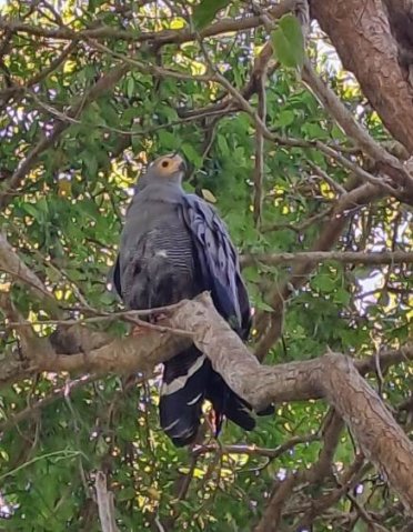 African harrier-hawk in a suburban tree